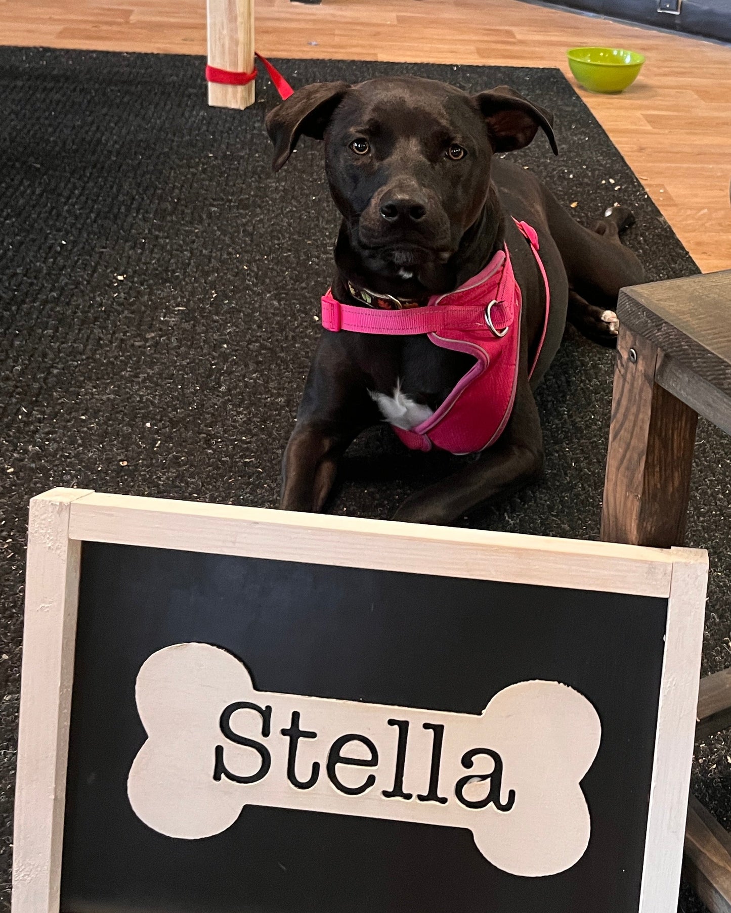 Pet Name Sign Workshop